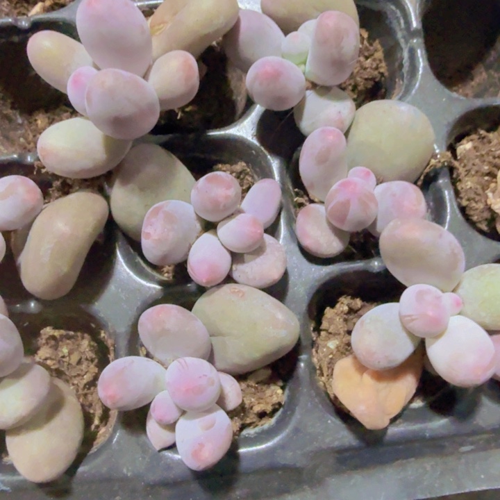 米可奶酪穴盘两颗一组