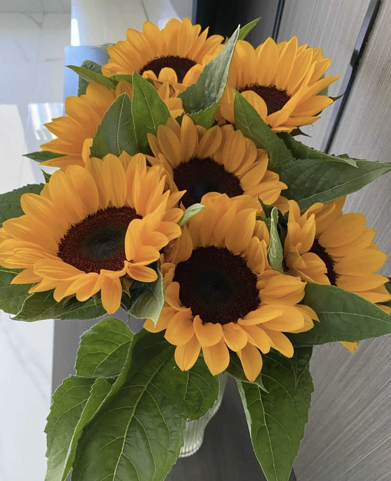 云南鲜花 黑心向日葵 T