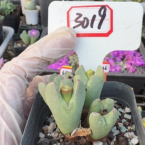 3019呜呜呜土路就斤斤计较