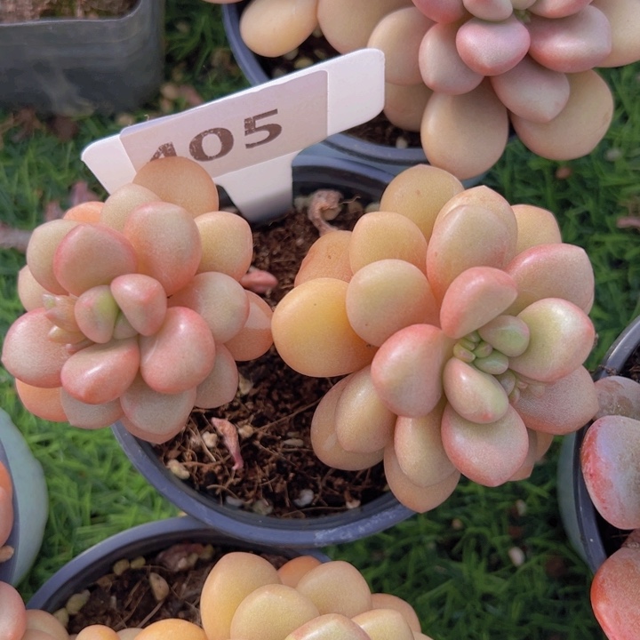 健健康康平平安安