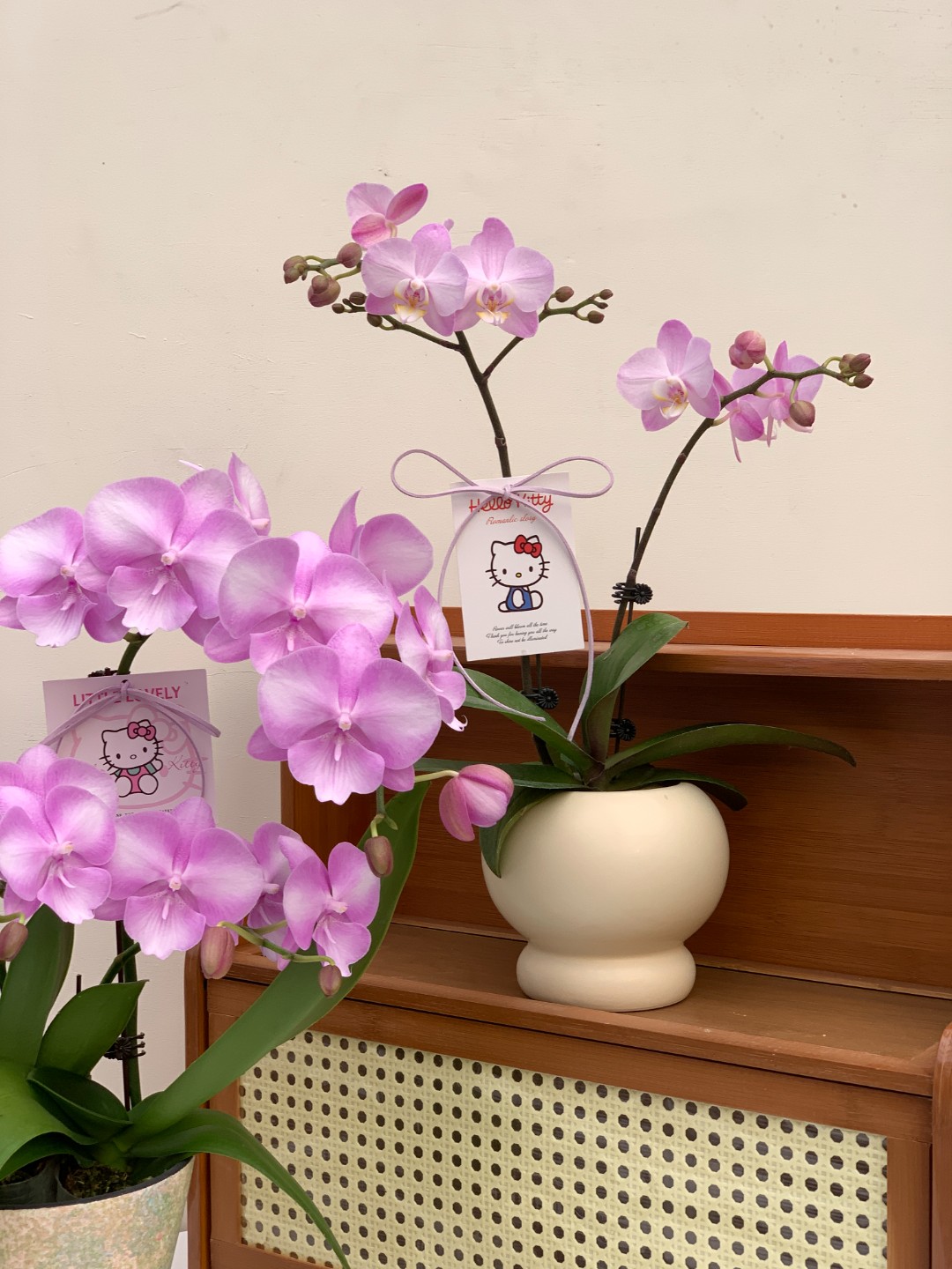 【银河系Galaxy】全开花AA级蝴蝶兰小水甄选 进口粉紫色气质