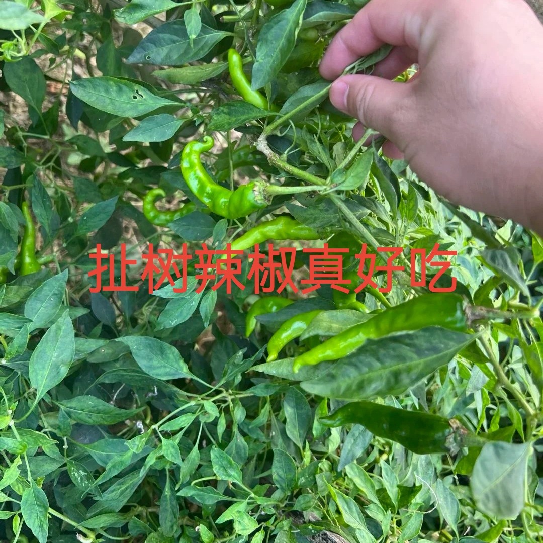 湖南益阳扯树辣椒清香味浓郁想吃的赶紧购买