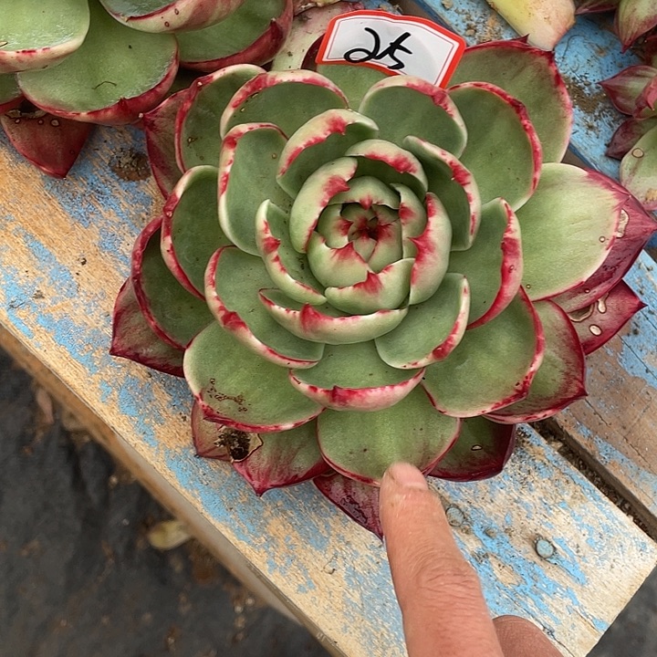 称***意25/////////////////