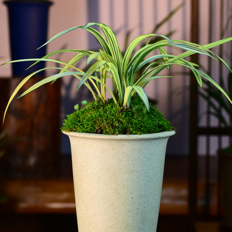 建兰铭品【长清艺】清雅紫砂盆浓香兰花室内绿植好养易活