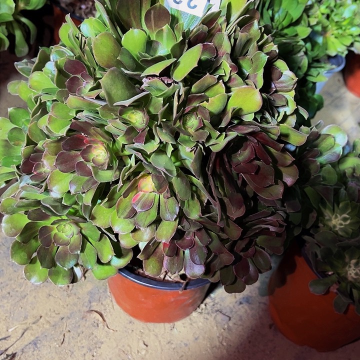 123邵修七彩多肉植物处理不售后