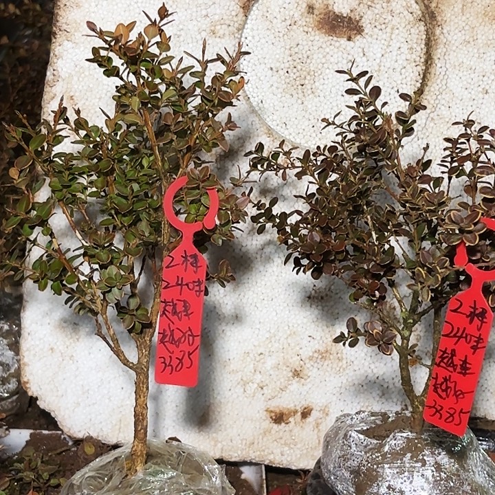 *****无花朵安徽珍珠黄杨