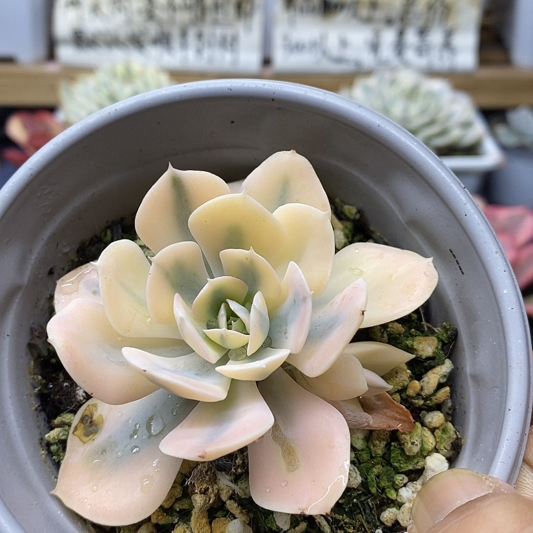 07114 鲁氏黄覆轮锦