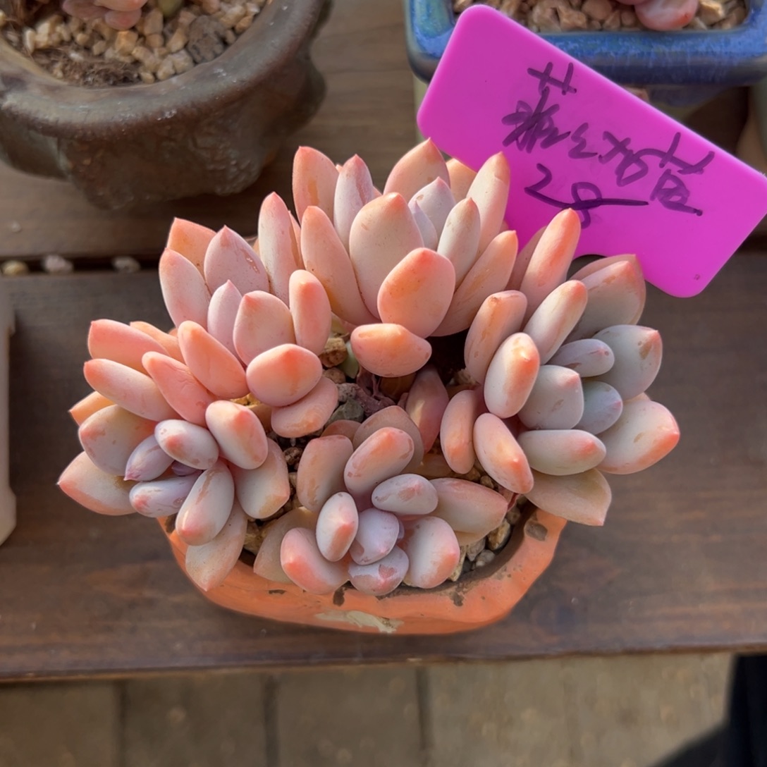 菲***猫珍舞11111111111111