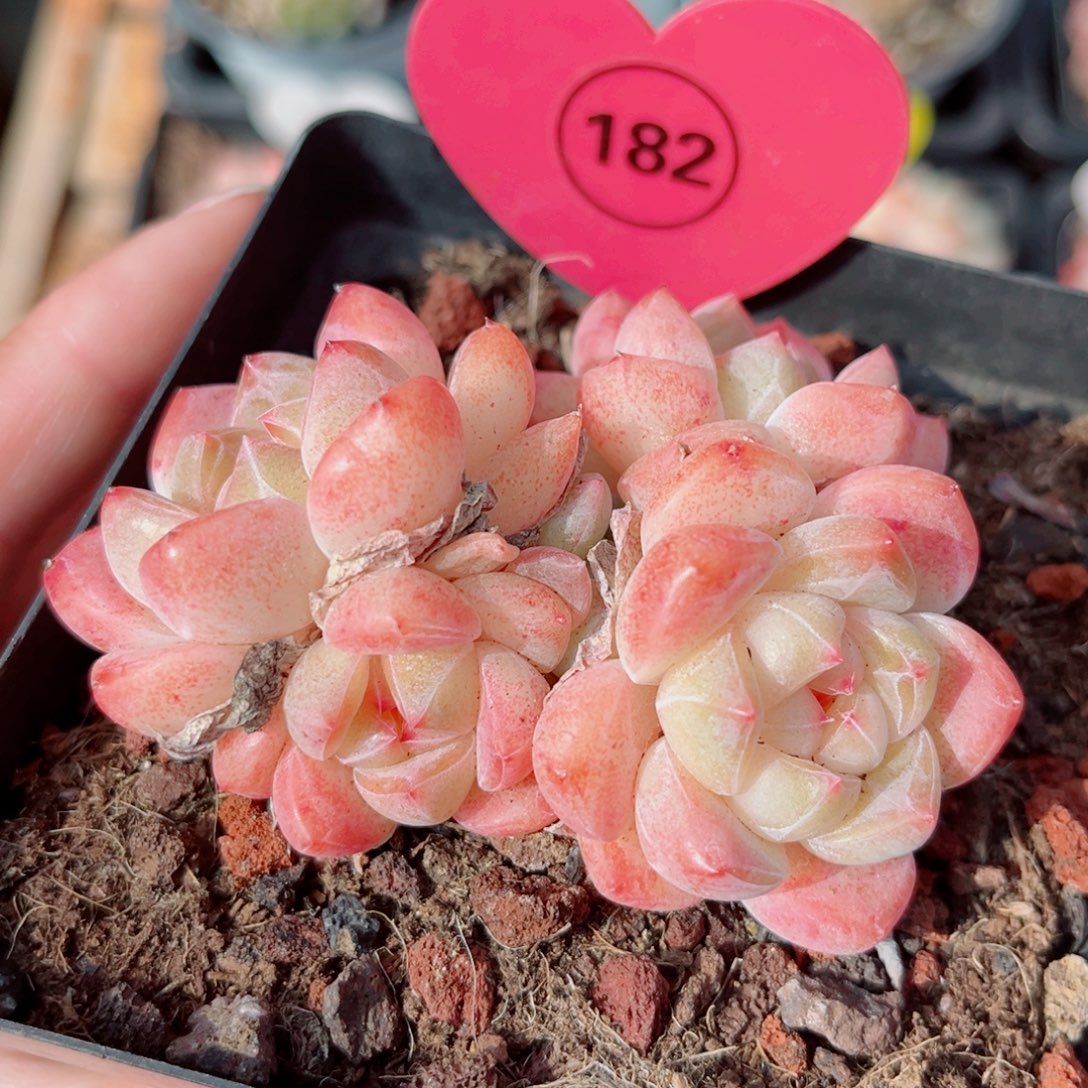 182号小老桩浮玉群
