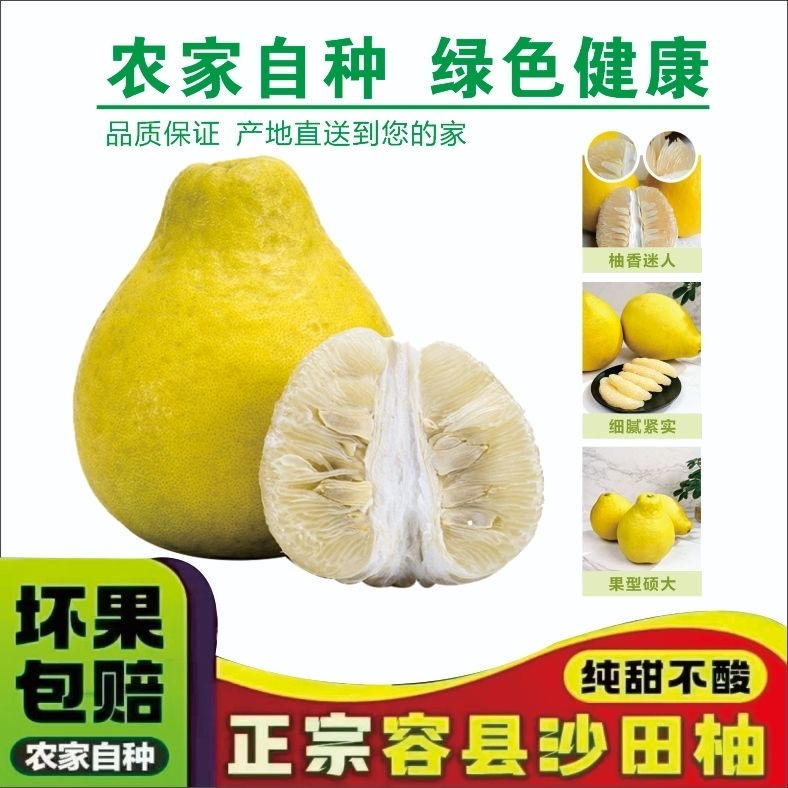 助农【老树果大袋装】广西容县正宗沙田柚薄皮老树果现摘新鲜发货