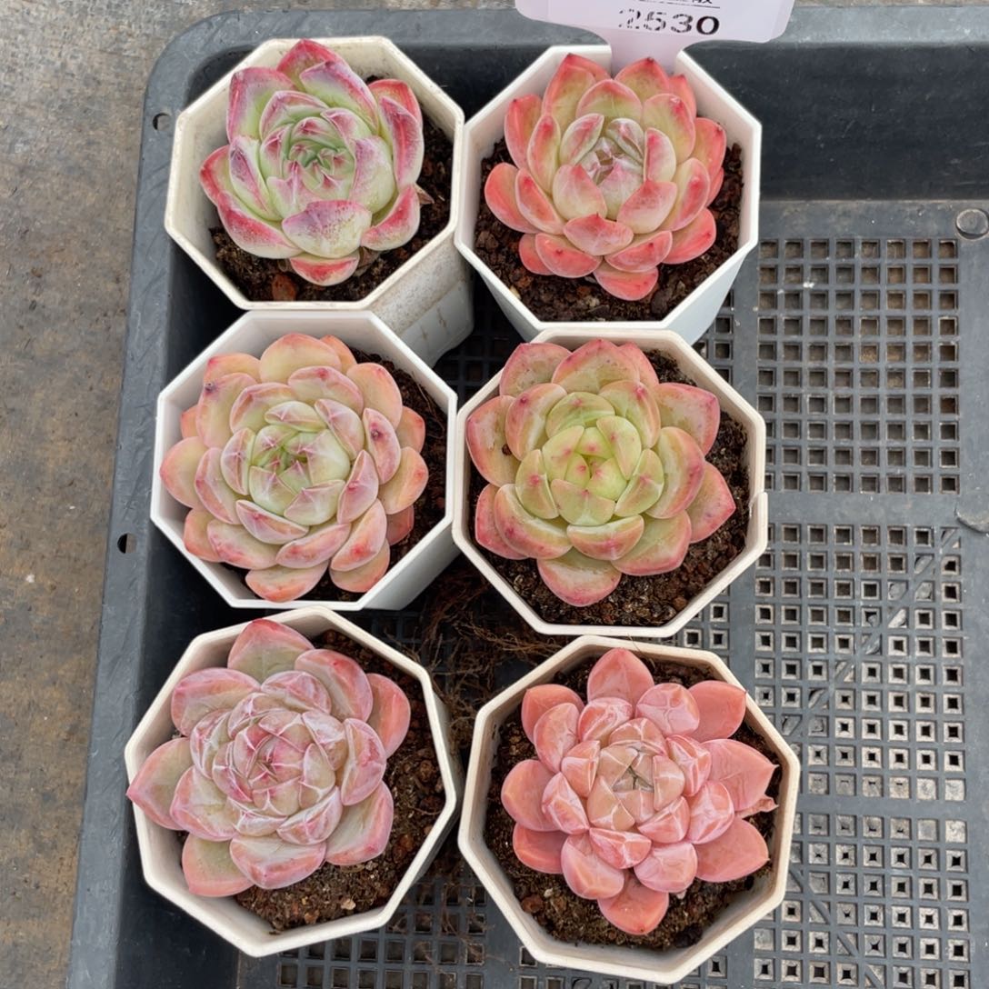 不包整散 盆子不售后2530