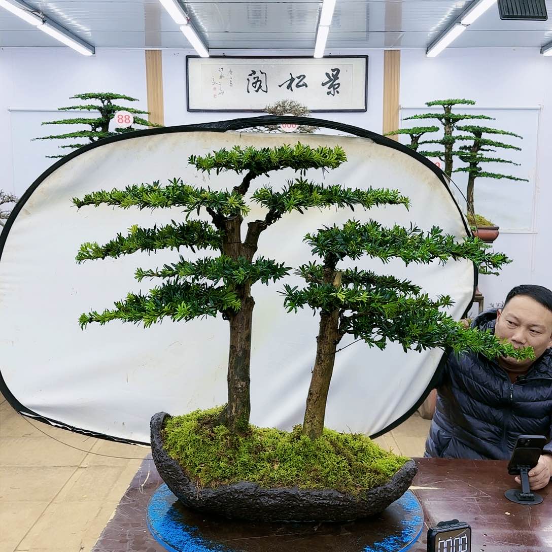 盆景欢迎大家一起来捡漏