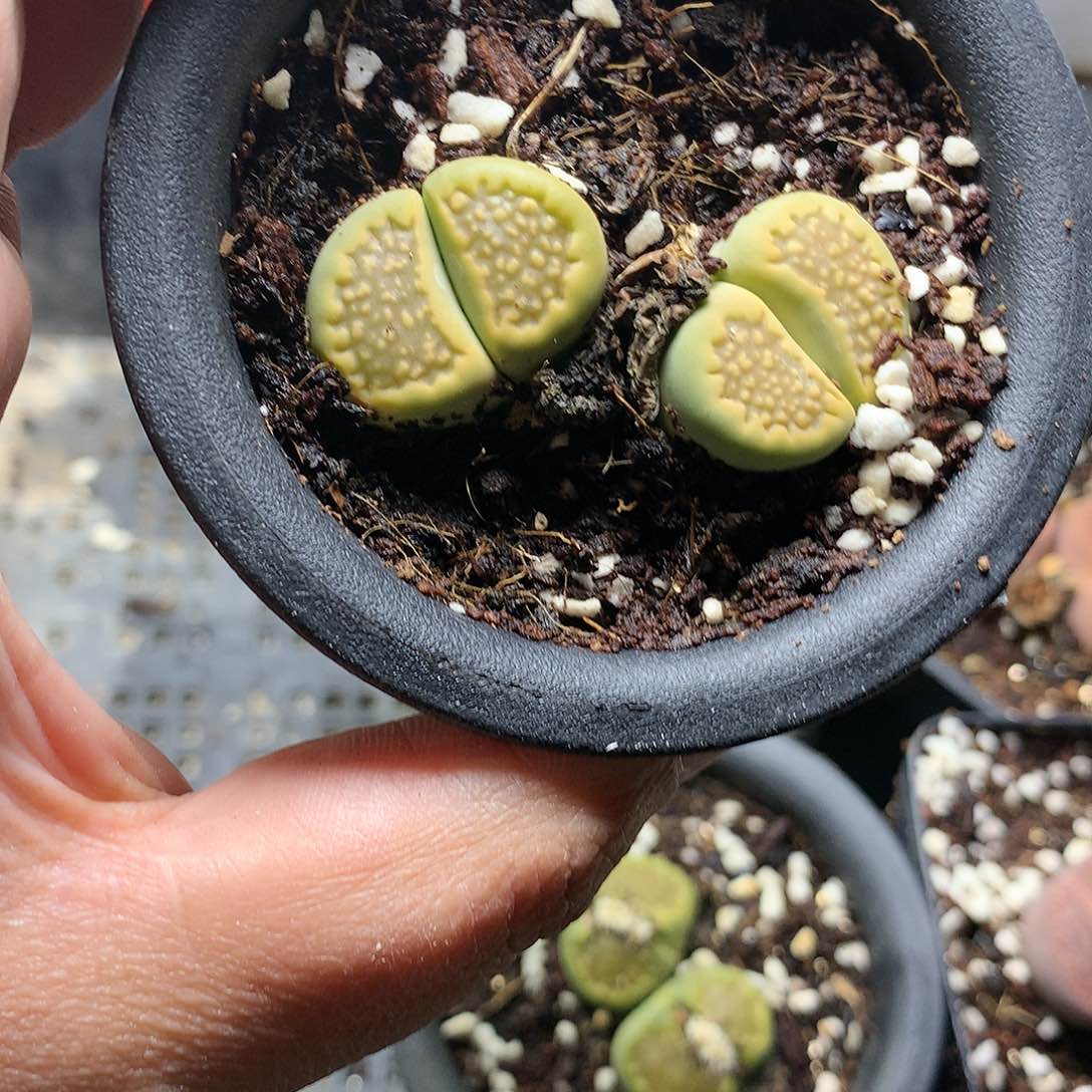 追****年E340多肉植物保护研究所