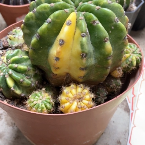 大号锦仙人球20米仙人球