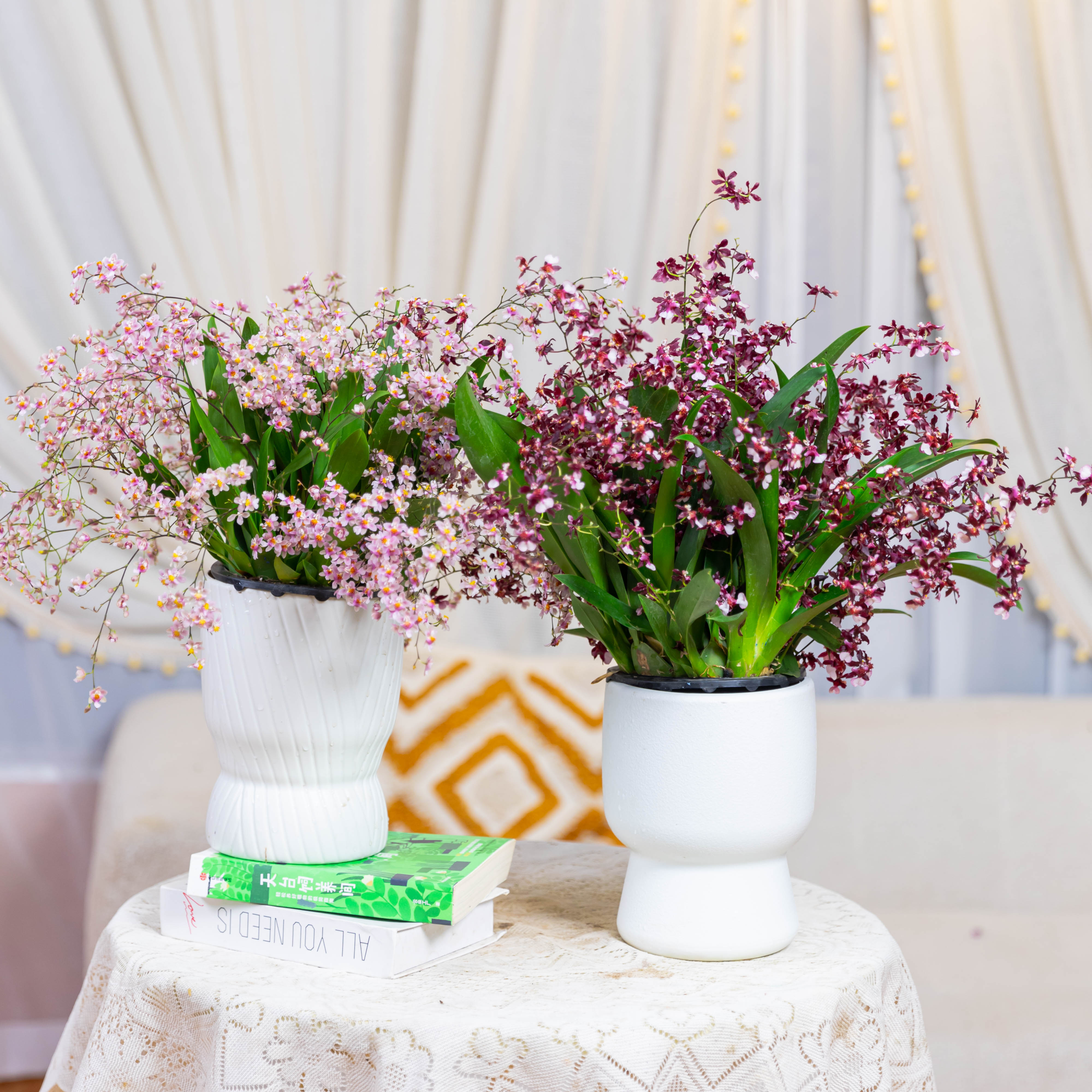 精品梦香兰浓香型花卉10-15只花剑奶香浓郁盆栽懒人好养