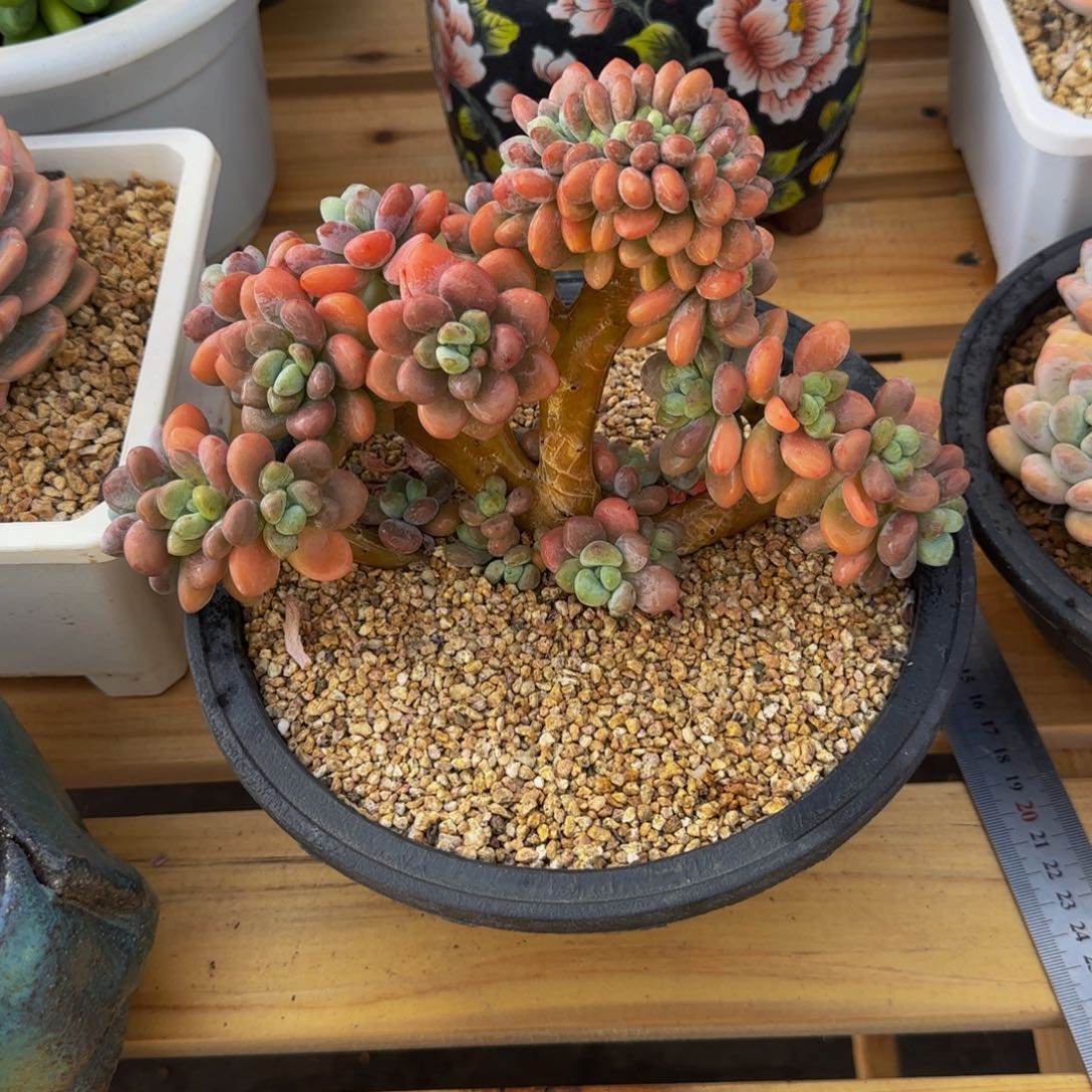 V02洛神缀啊啊啊啊啊