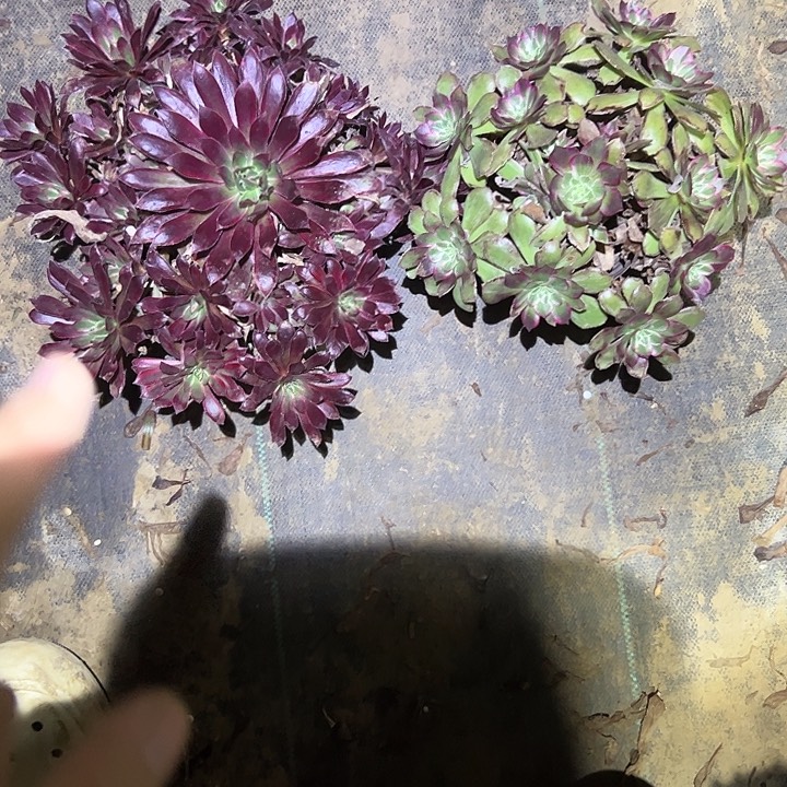 不包侧枝一物一拍128