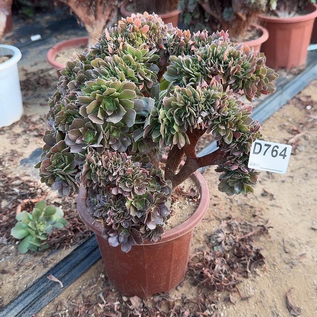 764玫瑰一颗满28包邮