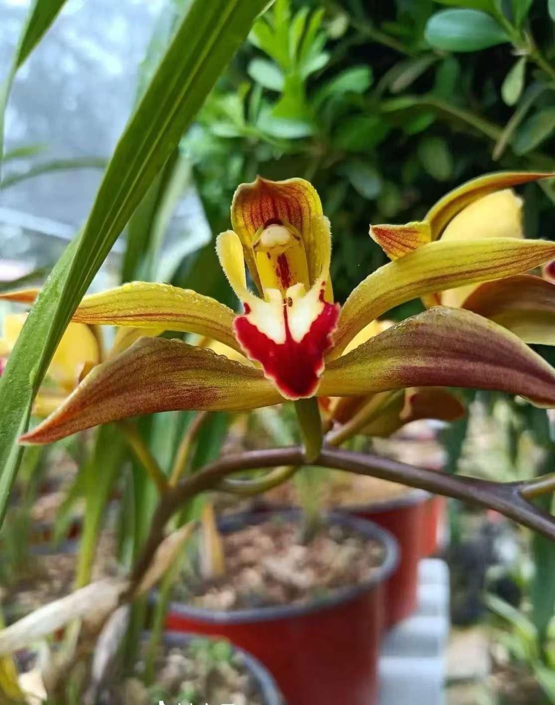 云南特有虎头兰盆栽兰花草