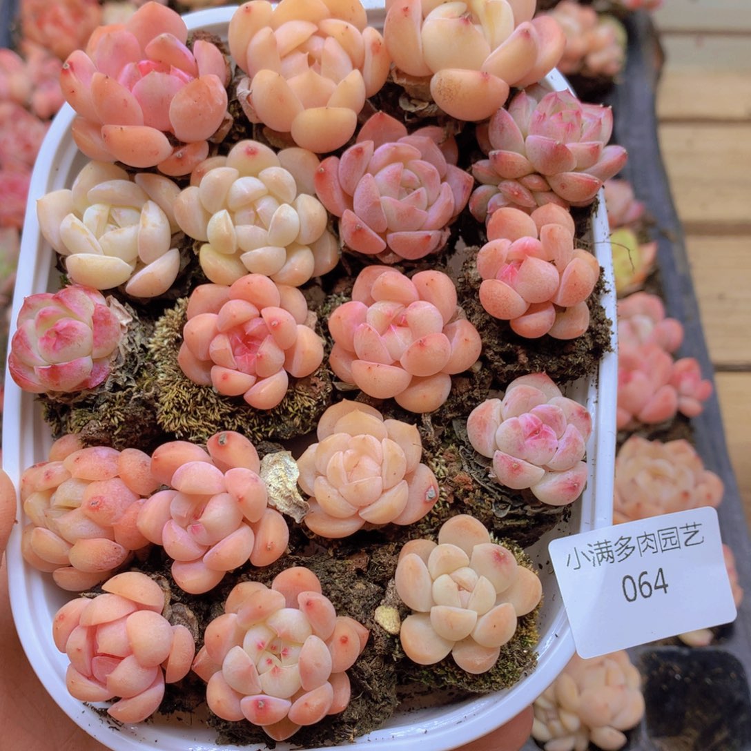 我要睡觉了哦晚安啦064