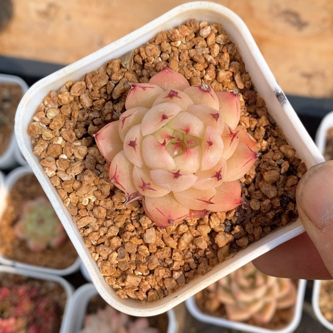 精品多肉一物一拍不包整7