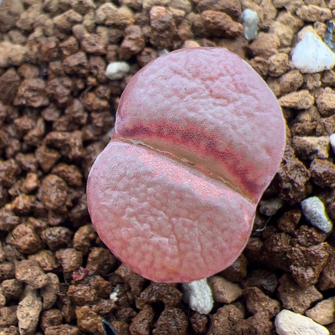 0165号c10 多肉植物