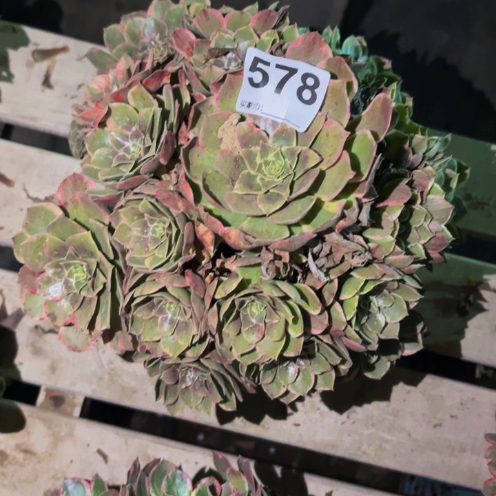 578孔雀翎多肉植物不售后