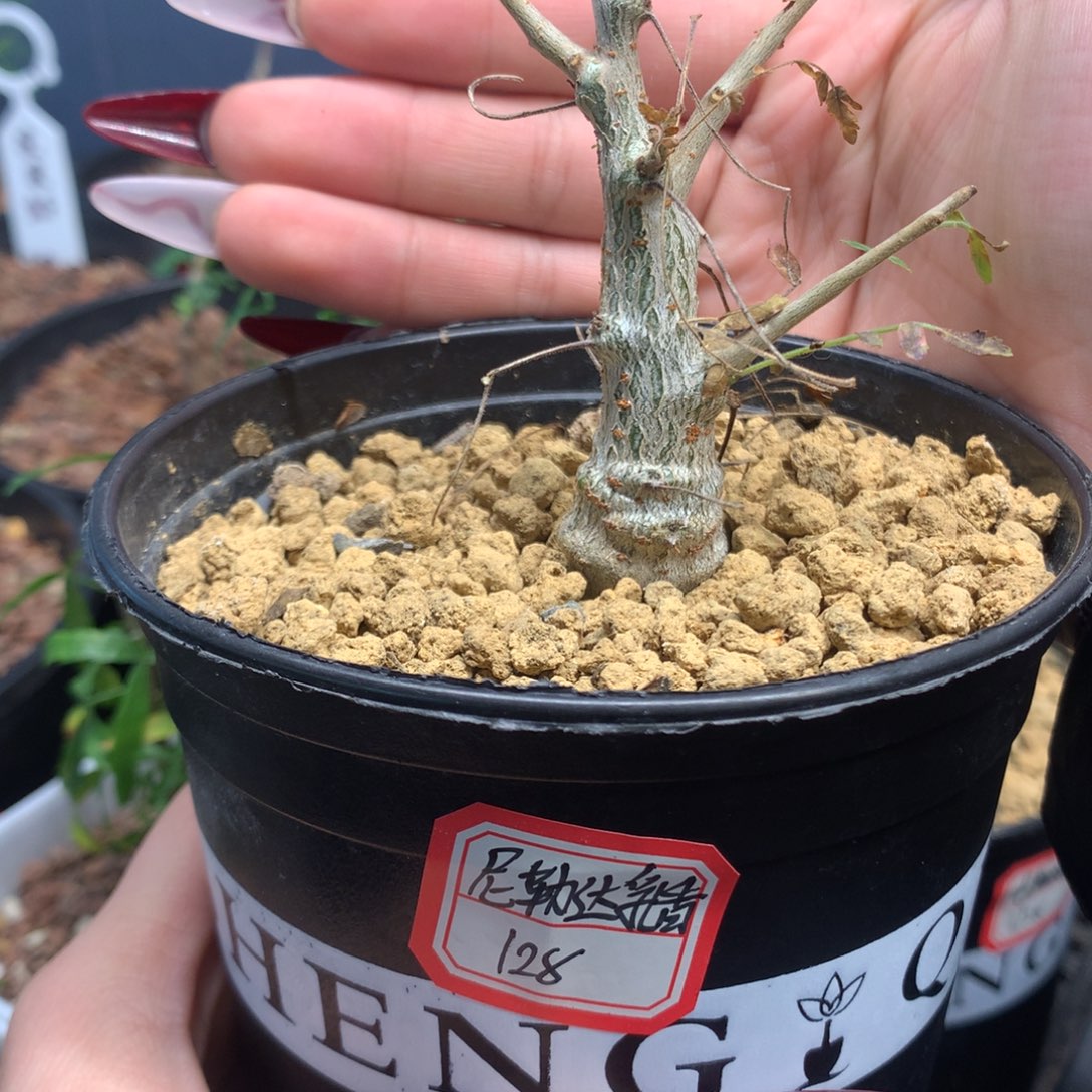 尼勒达乳香实生小苗