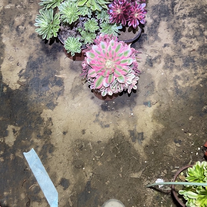 多肉法师一物一拍173