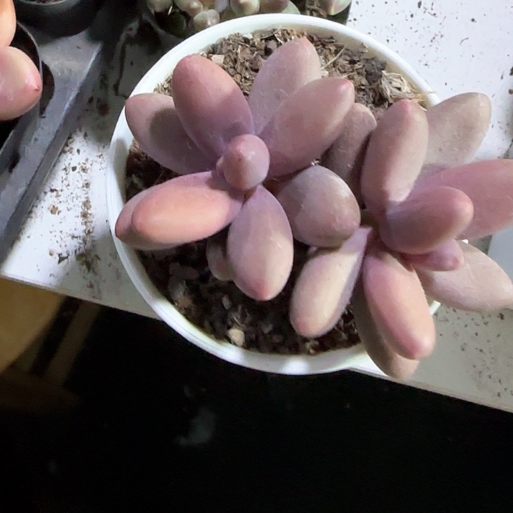 青蛙王子儿童牙膏111