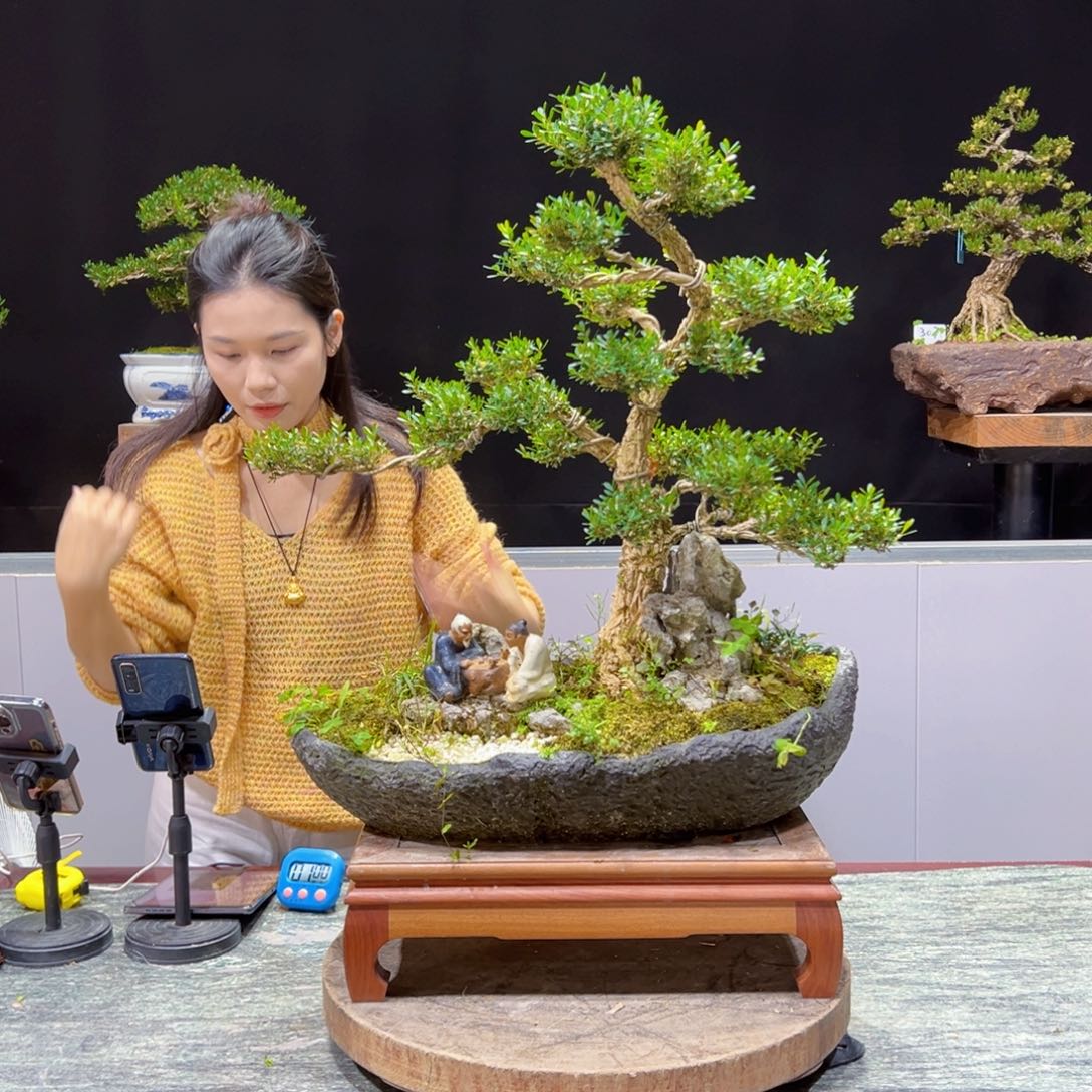 黄杨盆景老桩四季长青