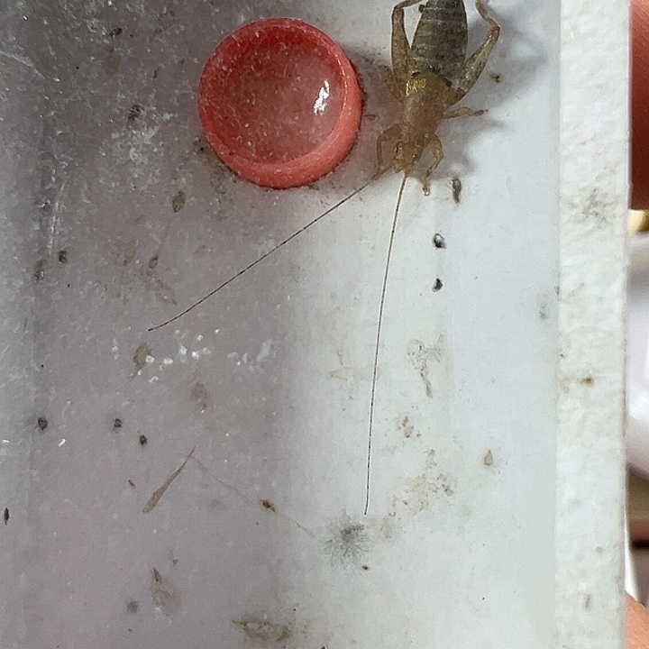 鸣虫虫具一个包邮