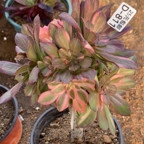 811嫁接流星雨砍过满25包邮多肉