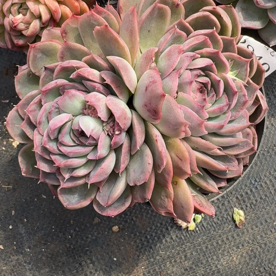 2840杂交多肉植物基地14冠