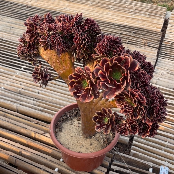 法师老桩缀化欧嘉莉