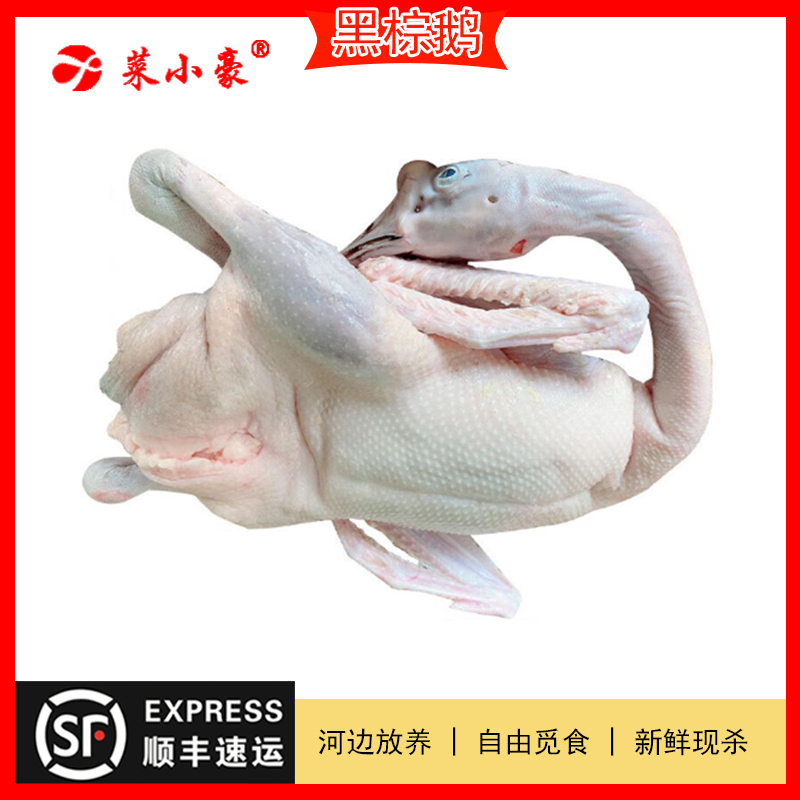 120天羽中王B级清远黑棕鹅（含油量不超10%，鲜品发货不退，没内脏）