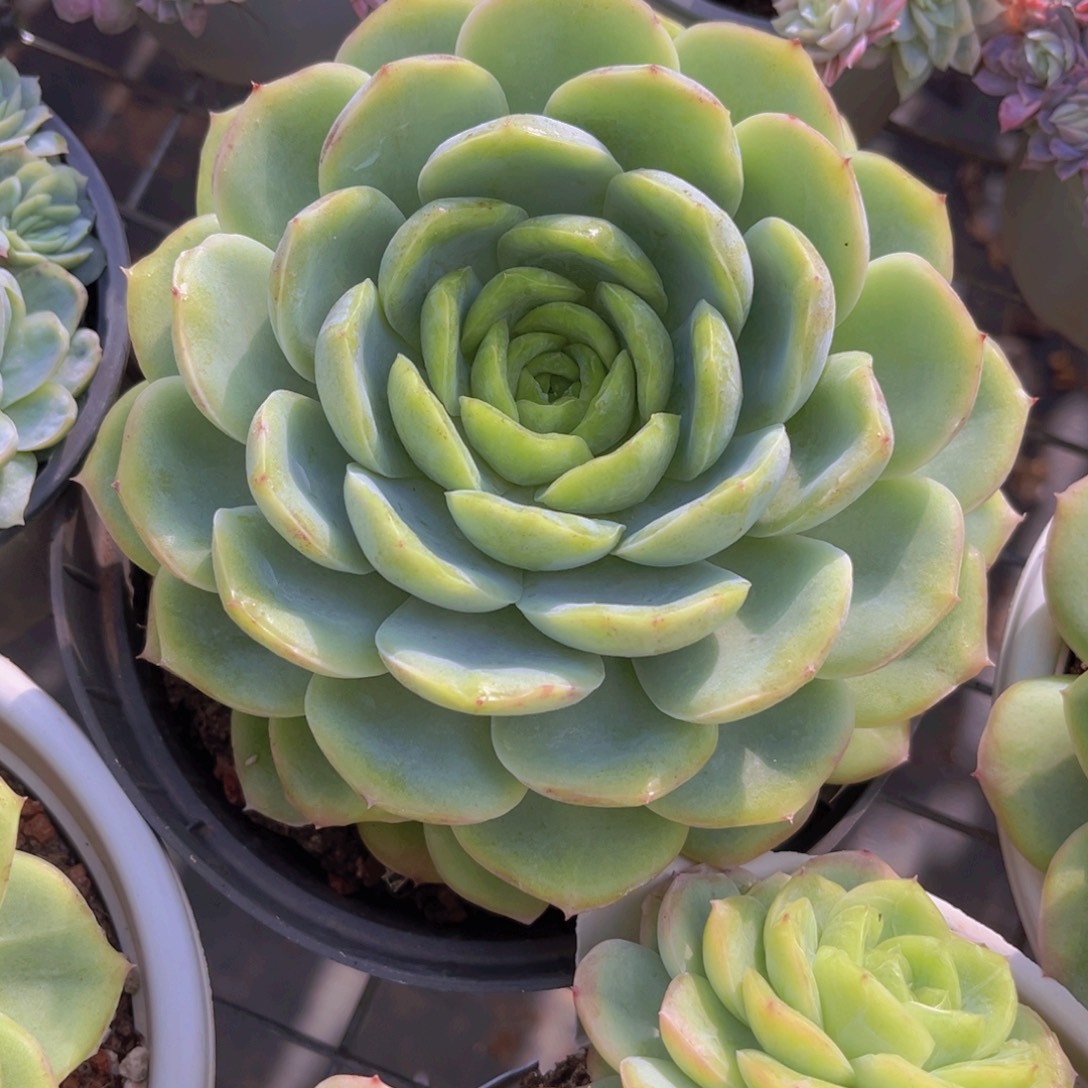 宝宝绿16公分999999999