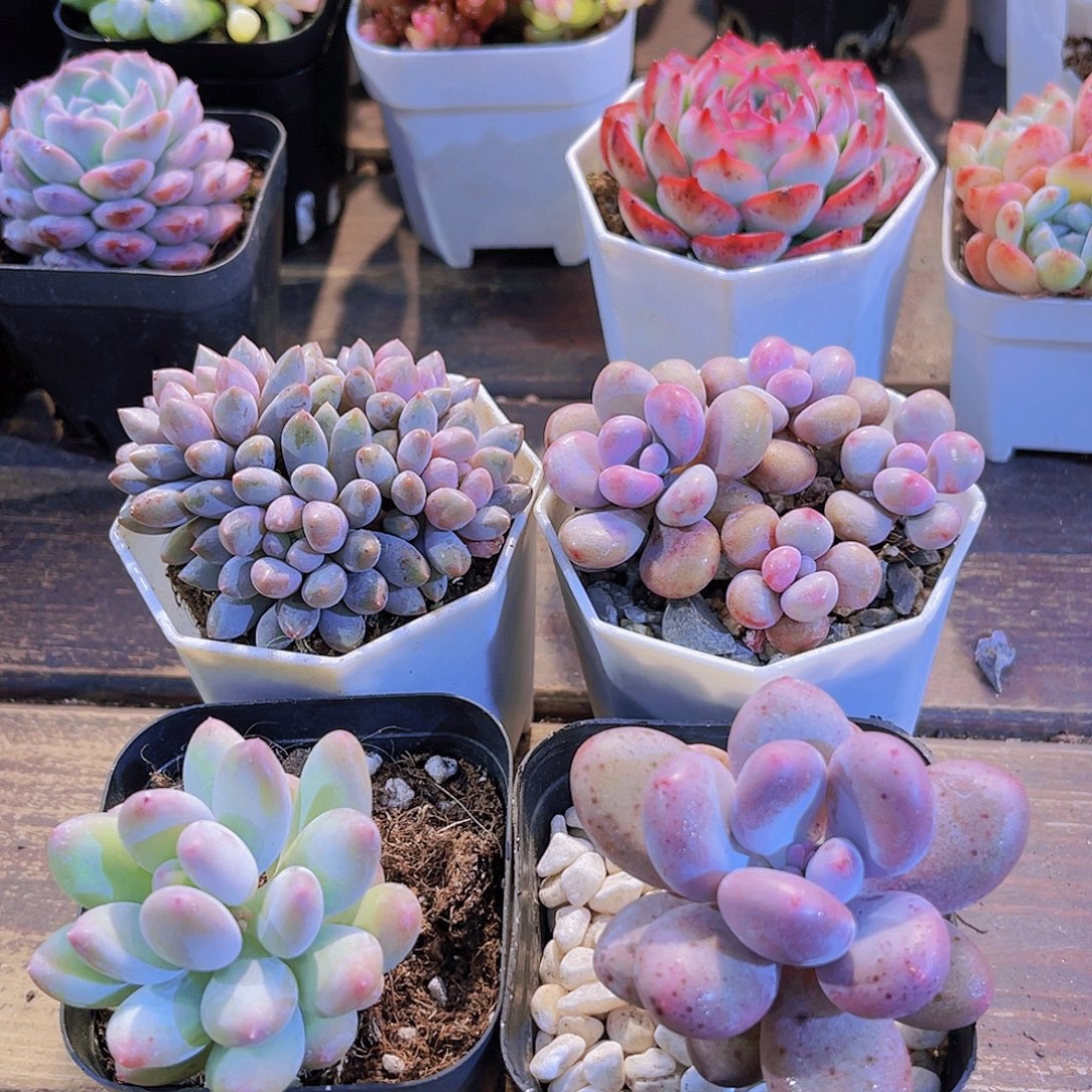 蓝舍香水➕桃蛋➕苹果奶➕桃美人