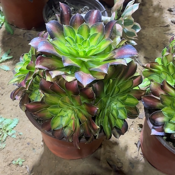 韶华一颗脱土发货8.8