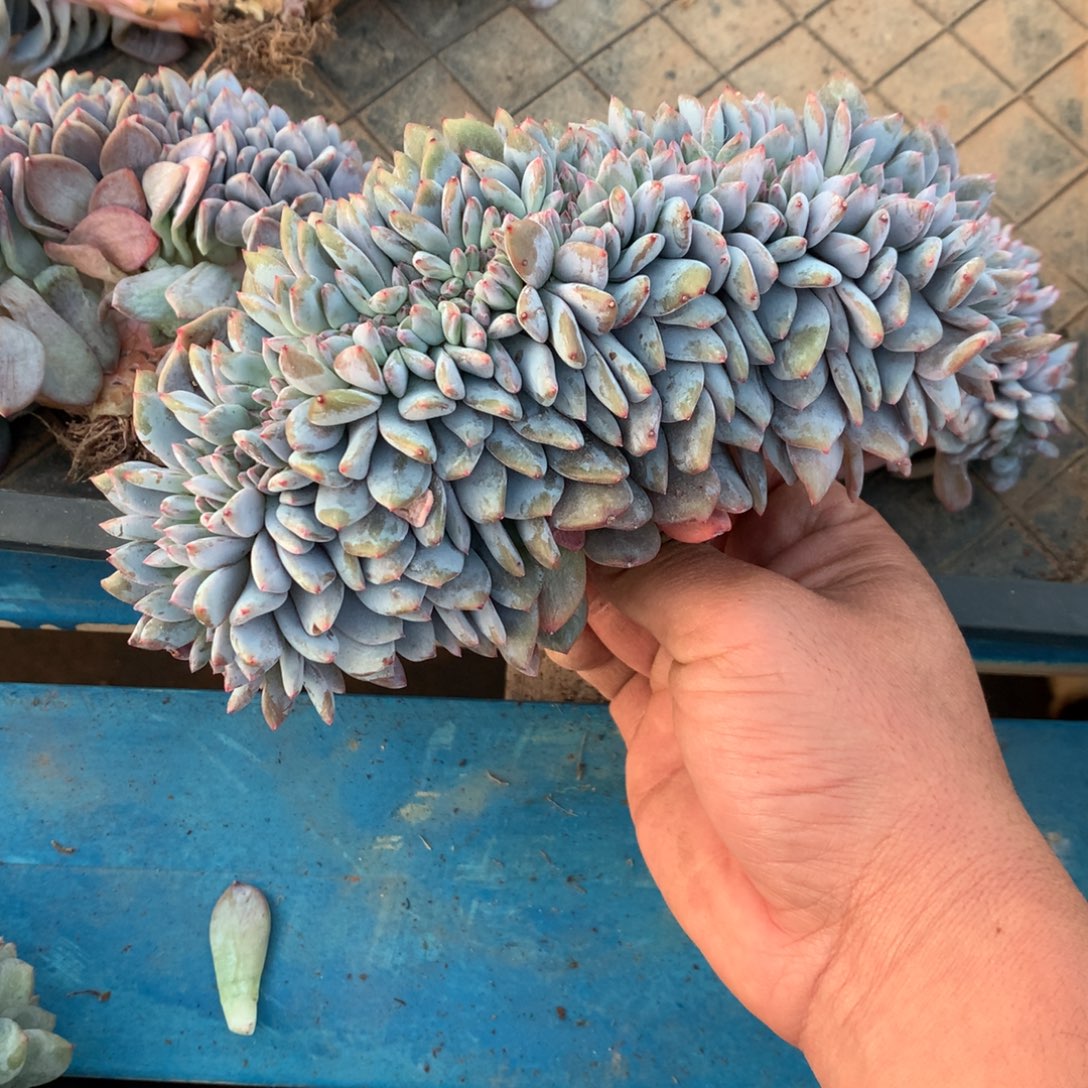 亿***肉000啊你是的时候可以发货