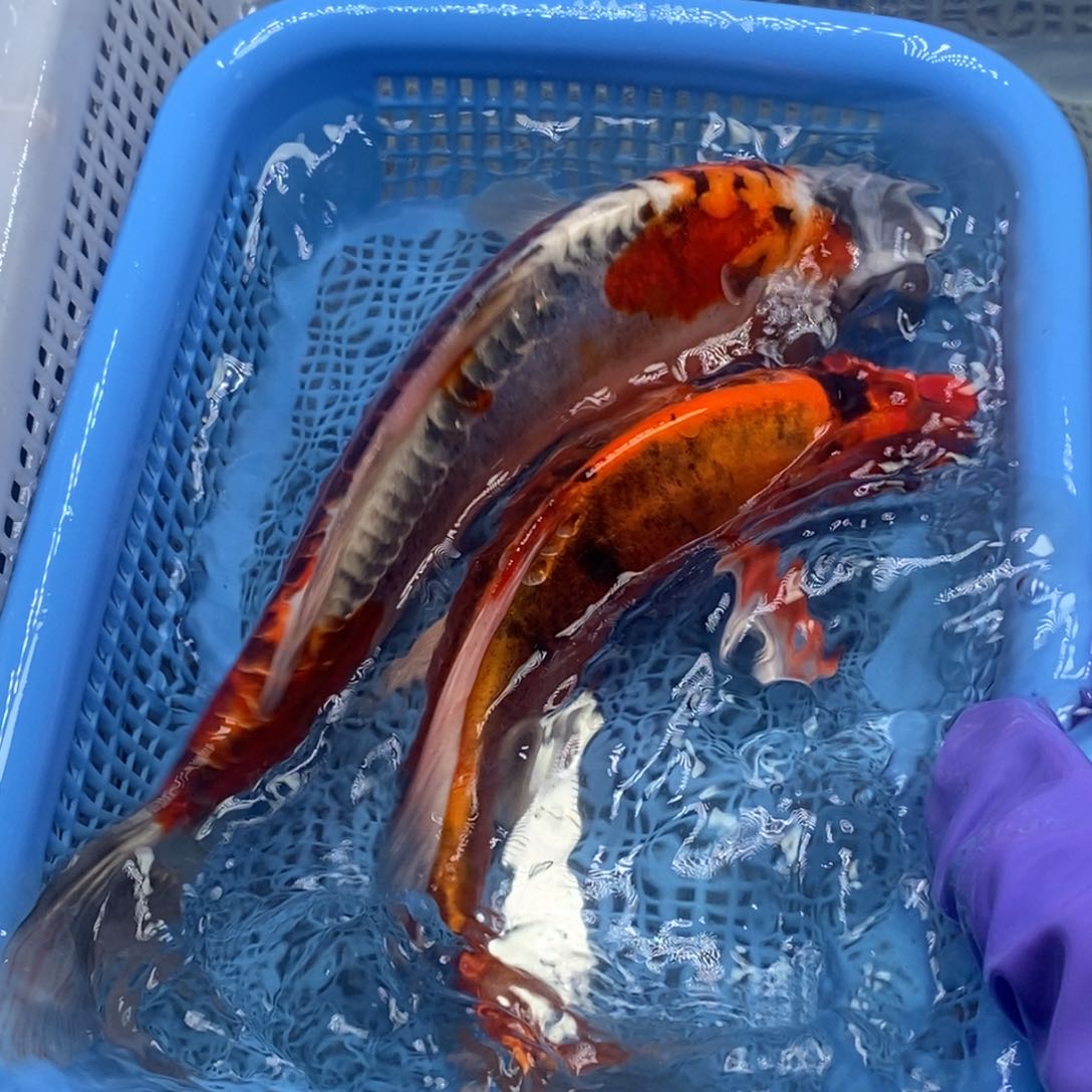 锦鲤冷水锦鲤包邮