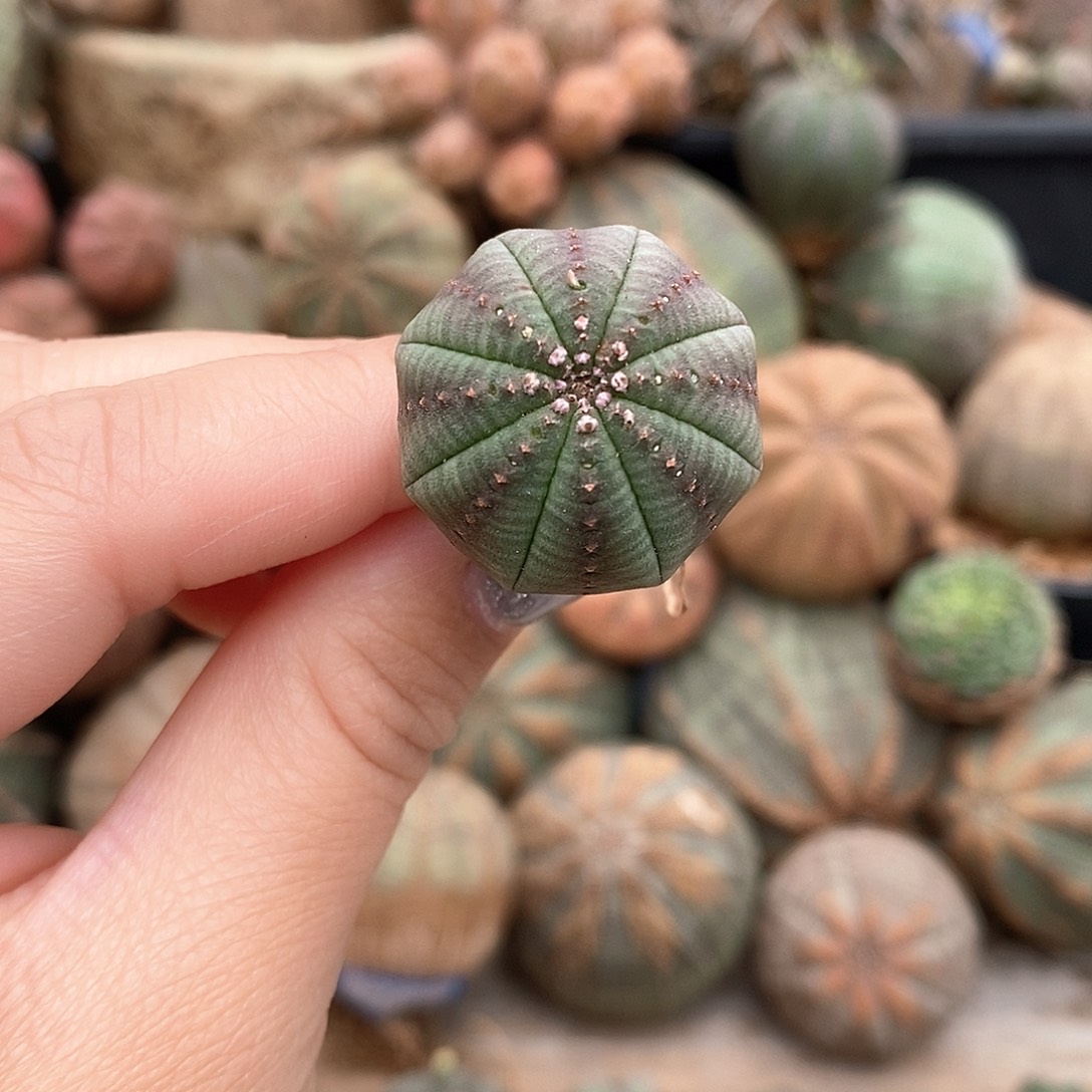 欧系布纹球多肉植物