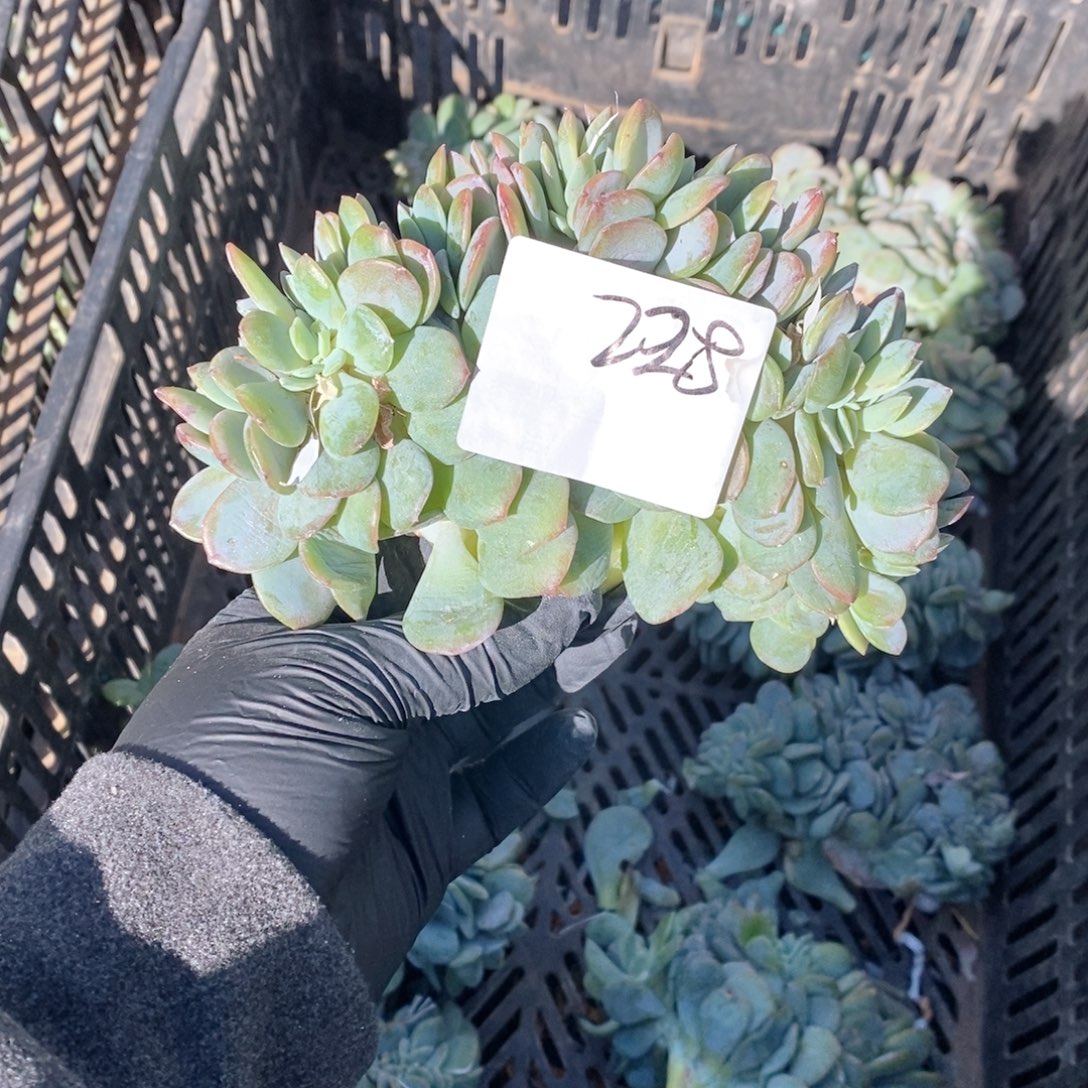 228凤缀哇哇哇哇哇