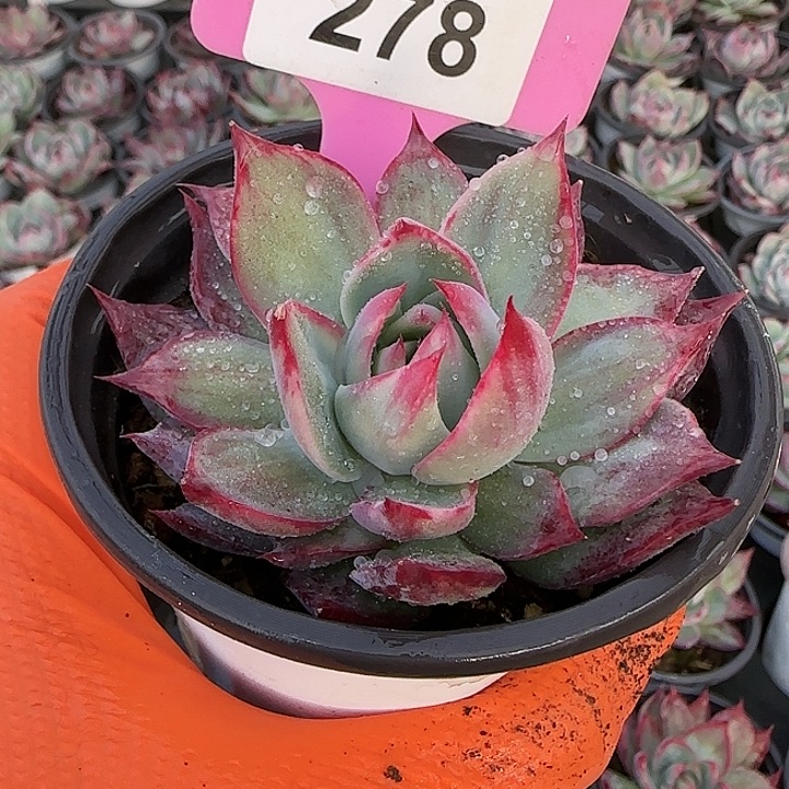 278 惊鸿仙子多肉植物6-9cm