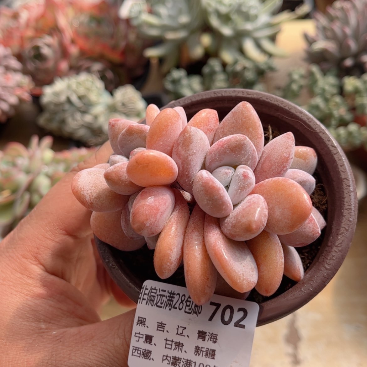 【闪购商品】702粉兔