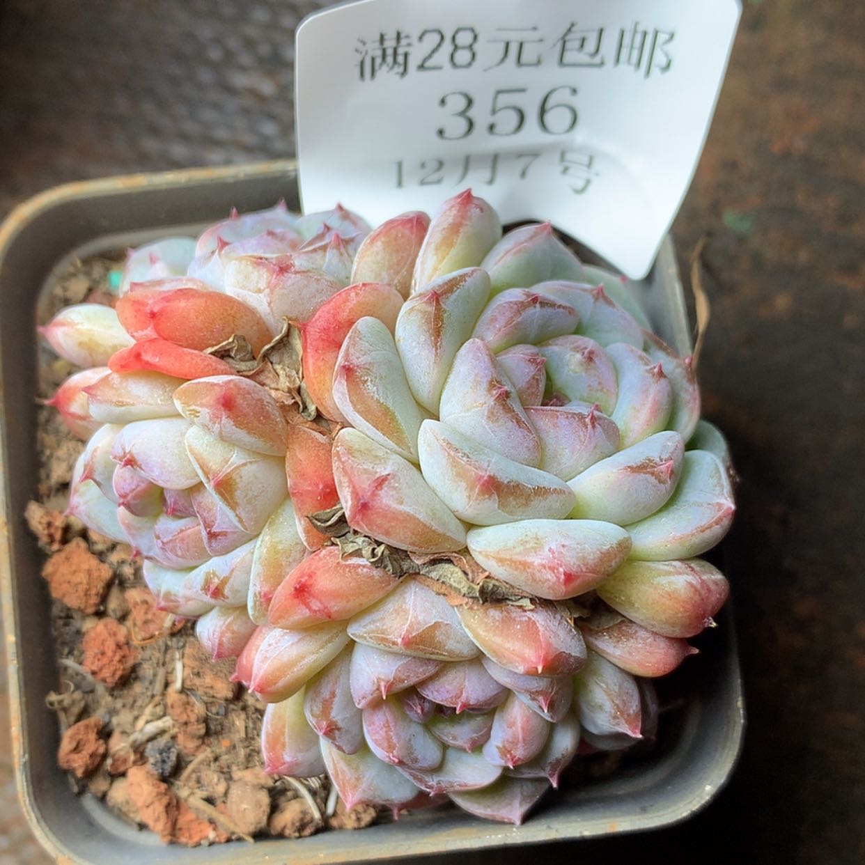 【闪购商品】云356号