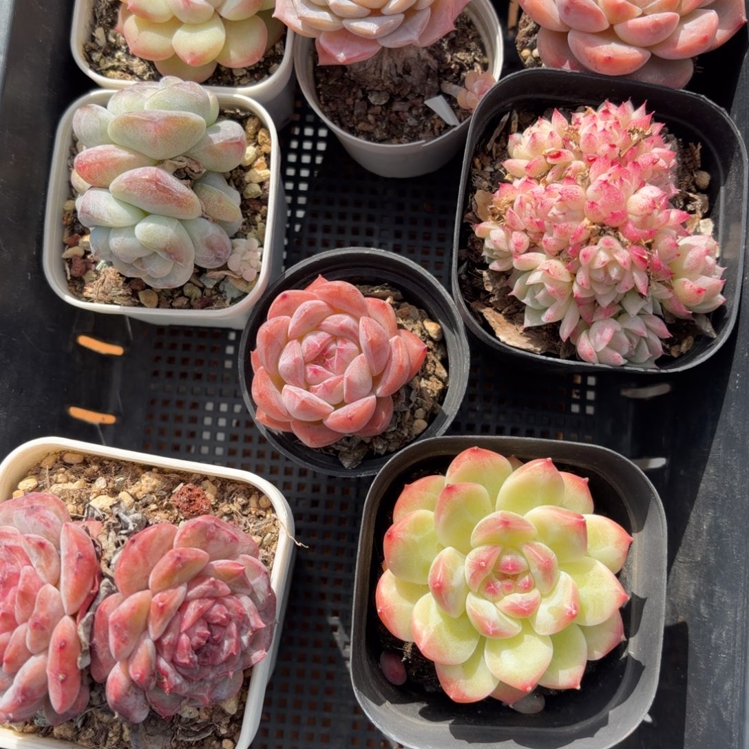 开播特价框拍福利筐拍