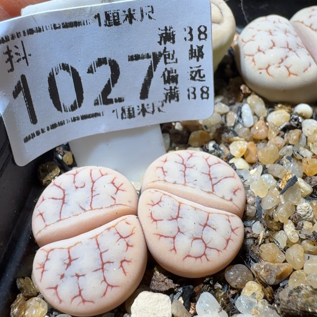 Sss生石花清货1027