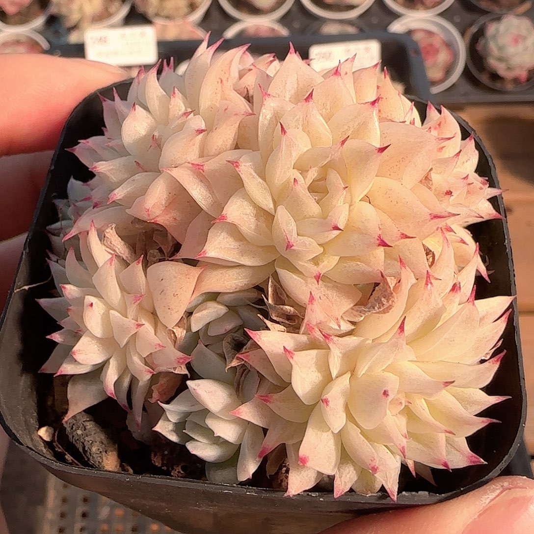 多肉1201-254优选麦秆