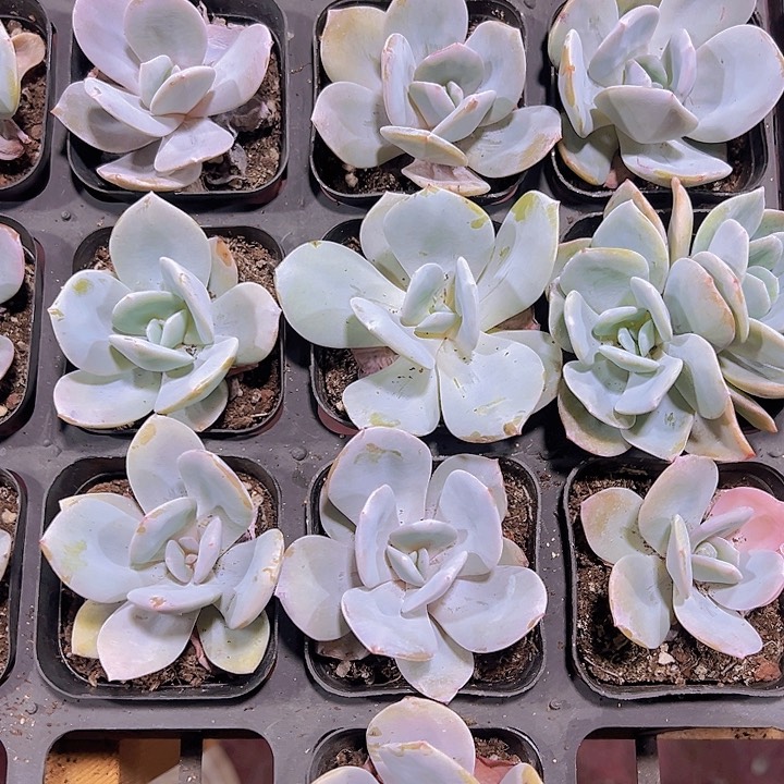 奶茶精品多肉植物